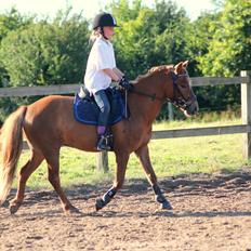 Anden særlig race | Smalagergårds Prins.
