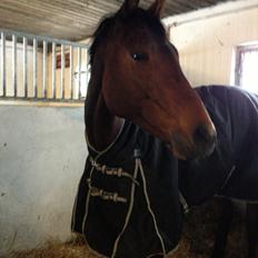 Svensk Varmblod Silent Garbo XX (SWE)