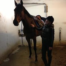 Svensk Varmblod Silent Garbo XX (SWE)