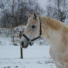 Connemara Elita Nordskov
