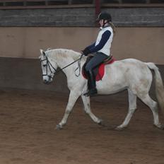 Connemara Elita Nordskov