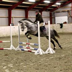 Arabisk fuldblod (OX) Milton