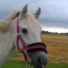 Welsh Pony (sec B) Lyngvejens Eliza (SOLGT) Savnet ?