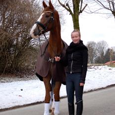 Dansk Varmblod Møgelmosegård´s Don R