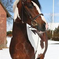 Pinto Sheroc Højgård
