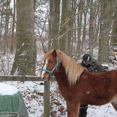 Islænder Fafnír fra Frelling