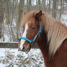 Islænder Fafnír fra Frelling