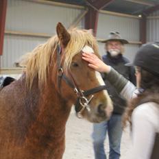 Islænder Fafnír fra Frelling