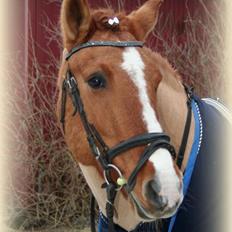 Anden særlig race Sir Thomas