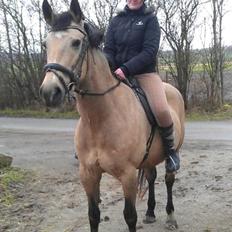 Palomino Skadekærs First Goldline (Grevinden) [Part] R.I.P