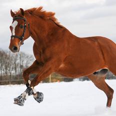 Fuldblod (XX) Maphard *Møffe*