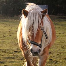 Haflinger Diamond-Diana.  SOLGT 