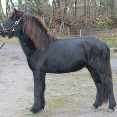 Islænder Ávaldi fra Ny Amtoftgaard