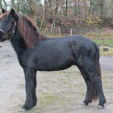 Islænder Ávaldi fra Ny Amtoftgaard