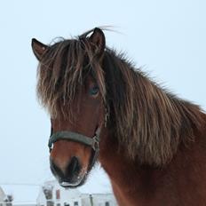 Islænder Loki fra Gjesbækgård