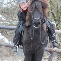 Islænder Framtið tindsgarði