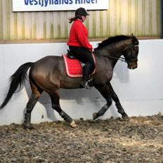 Anden særlig race Himmelhest Nightwish *DRØMMEHESTEN*