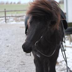 Islænder Framtið tindsgarði