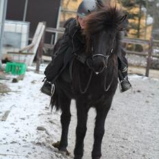 Islænder Framtið tindsgarði