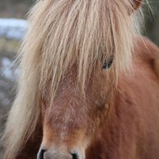 Islænder Halli langtved