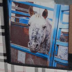 Appaloosa Benno