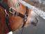 Tyroler Haflinger | Savage - 09-02-13 På tur, dygtige pony!