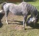 Welsh Mountain (sec A) Flying Arion