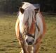 Haflinger Diamond-Diana.  SOLGT 
