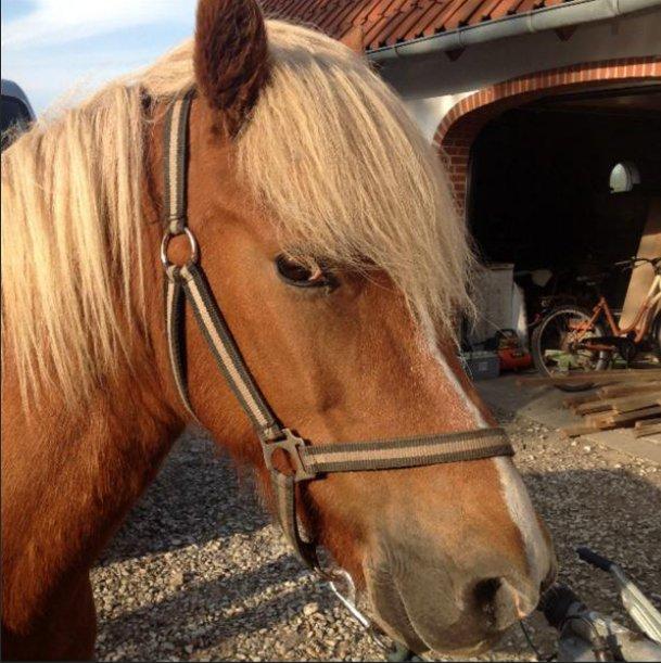 Islænder Disa Fra Fruehøj billede 17