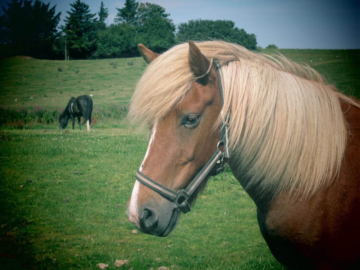 Islænder Disa Fra Fruehøj billede 20