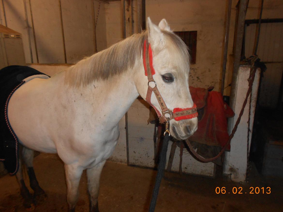 Anden særlig race Prins Grå<3 - Søøde Prins<3 billede 11