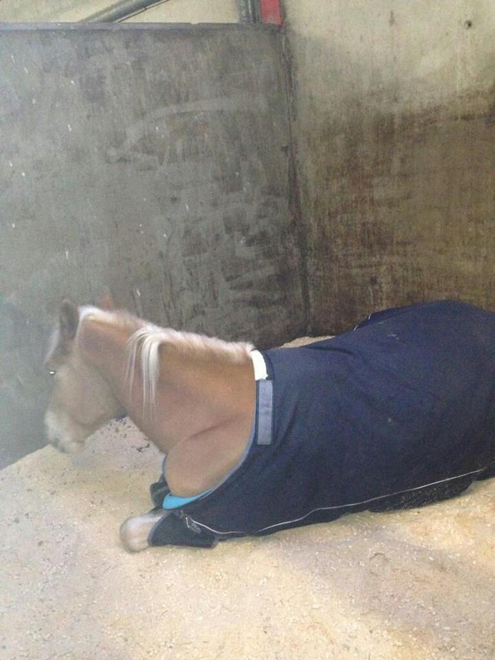 Tyroler Haflinger Wilox (låne hest) - Sover billede 5