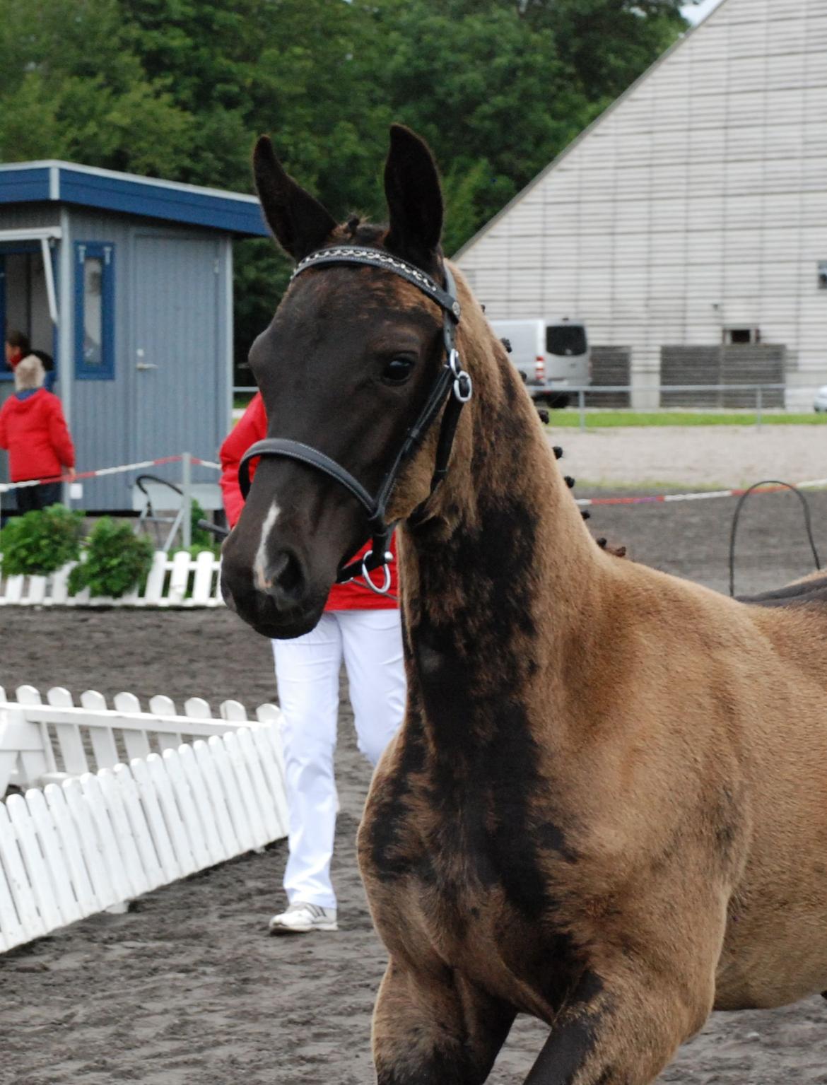 Dansk Varmblod Alphabeat - Alphabeat til følbedømmelse. (Billedet er venligst lånt af avler/tidligere ejer). billede 7