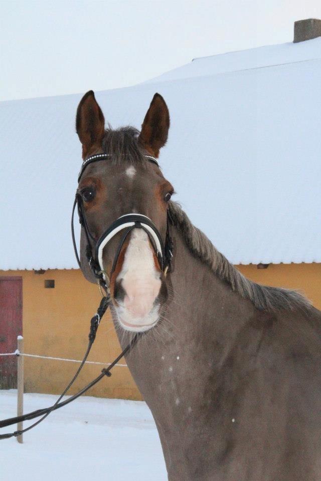 Hannoveraner Coco Chanel 94 - 3 dage efter ankomst var det af med pelsen og et bad (:  billede 1