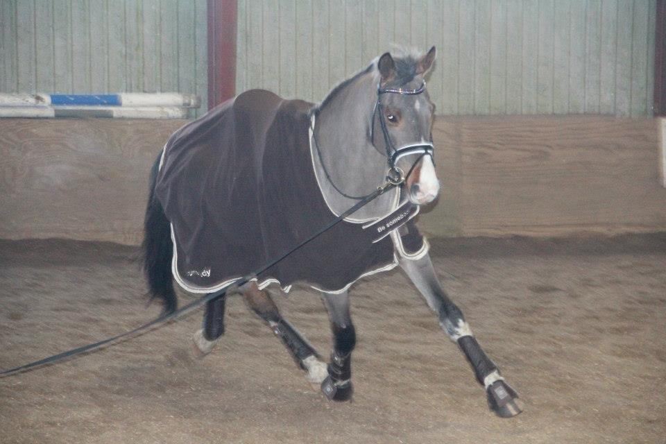 Hannoveraner Coco Chanel 94 - Fuld fart ! billede 2