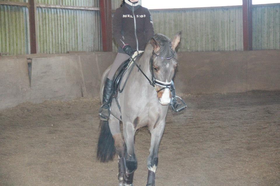 Hannoveraner Coco Chanel 94 - en kooold ridetur (: billede 3