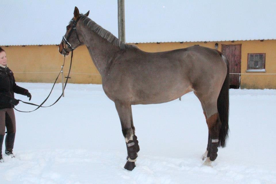 Hannoveraner Coco Chanel 94 - 3 dage efter ankomst, nu skal hun bare tage på og i form (:  billede 4