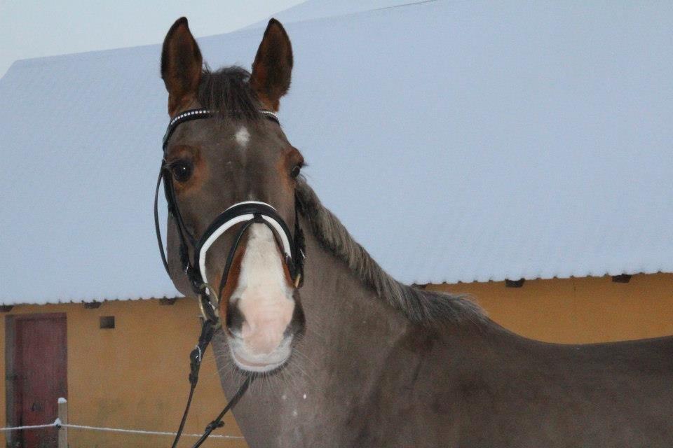 Hannoveraner Coco Chanel 94 - Smukke dyr ! (:  billede 5