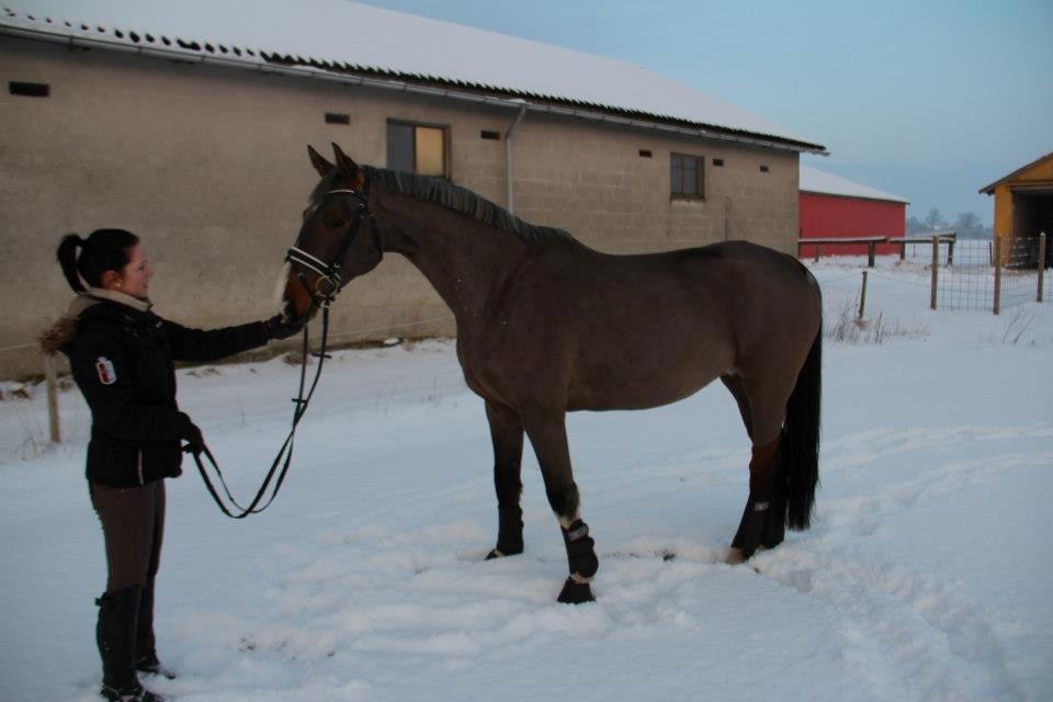 Hannoveraner Coco Chanel 94 - fra den anden side (: billede 6