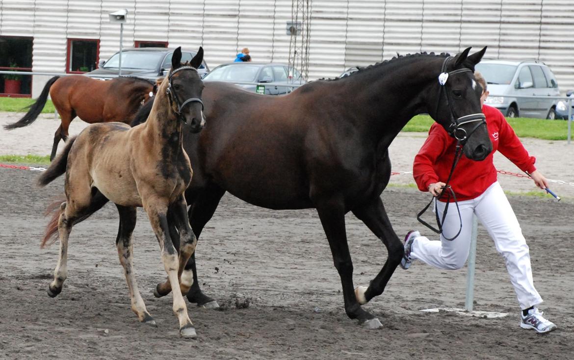 Dansk Varmblod Alphabeat - Alphabeat som baby til følbedømmelse. (Billedet er venligst lånt af tidligere ejer).  billede 20