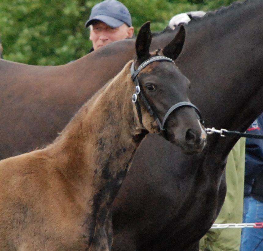 Dansk Varmblod Alphabeat - Følskue. (Billedet er venligst lånt af tidligere ejer.) billede 29