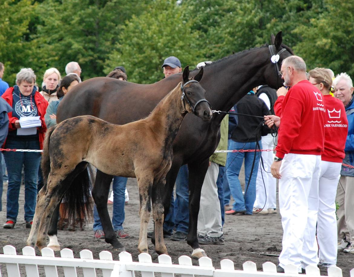 Dansk Varmblod Alphabeat - Følskue. (Billedet er venligst lånt af tidligere ejer.) billede 9