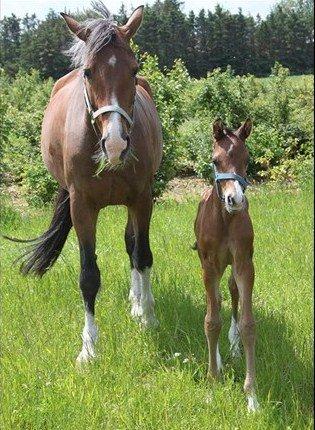 Hannoveraner Coco Chanel 94 - Har lige lånt et billede af avler så i kan se hvilken sjov rødbrun / kobber farve hun i virkeligheden har med hendes skimmel man og hvide pletter på hals og kinder (: billede 8