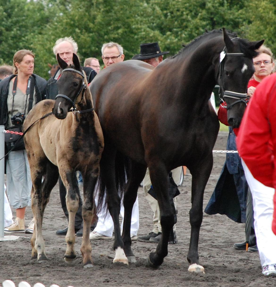 Dansk Varmblod Alphabeat - Følskue. (Billedet er venligst lånt af tidligere ejer.) billede 8
