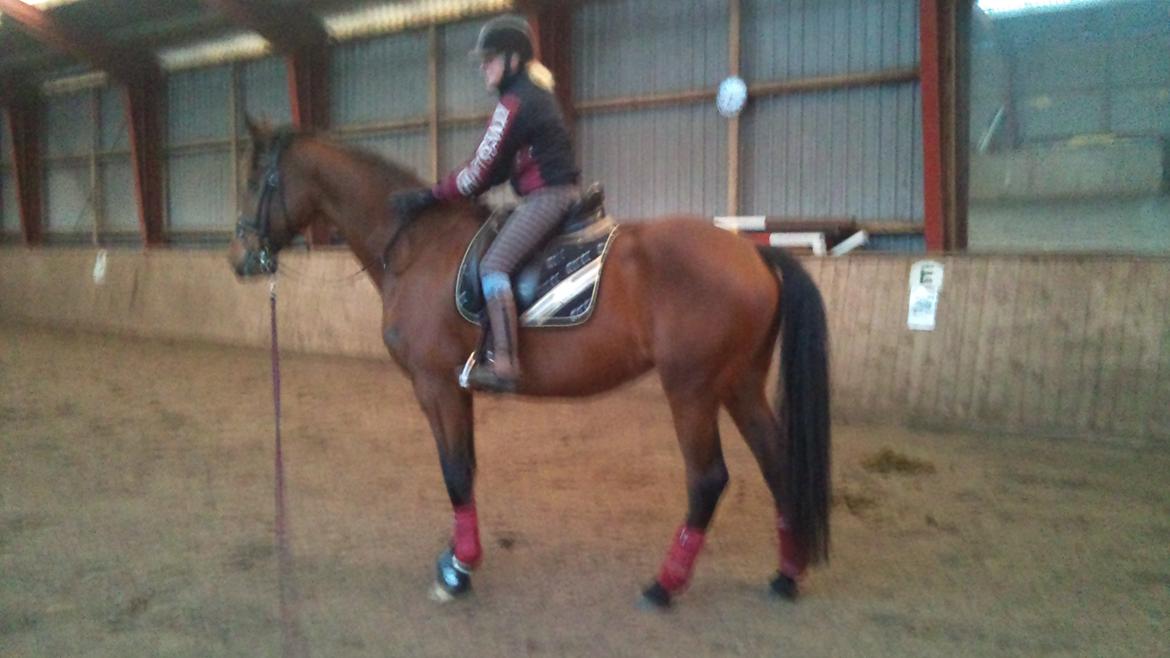 Dansk Varmblod Stengårds Laktose - Genoptræning, januar 2013 billede 17