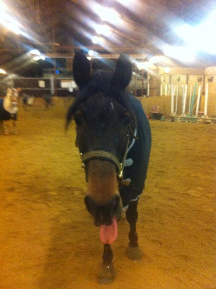 Anden særlig race prinsessé Nikita min baby <3 - så rækker vi tunge :P  billede 3