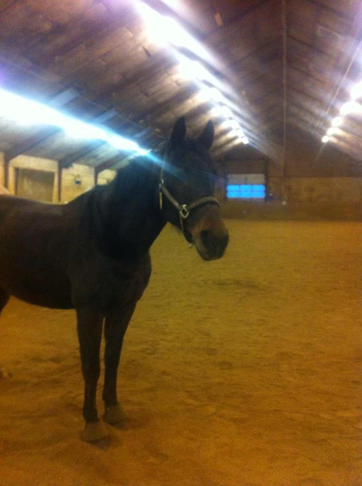 Anden særlig race prinsessé Nikita min baby <3 billede 5