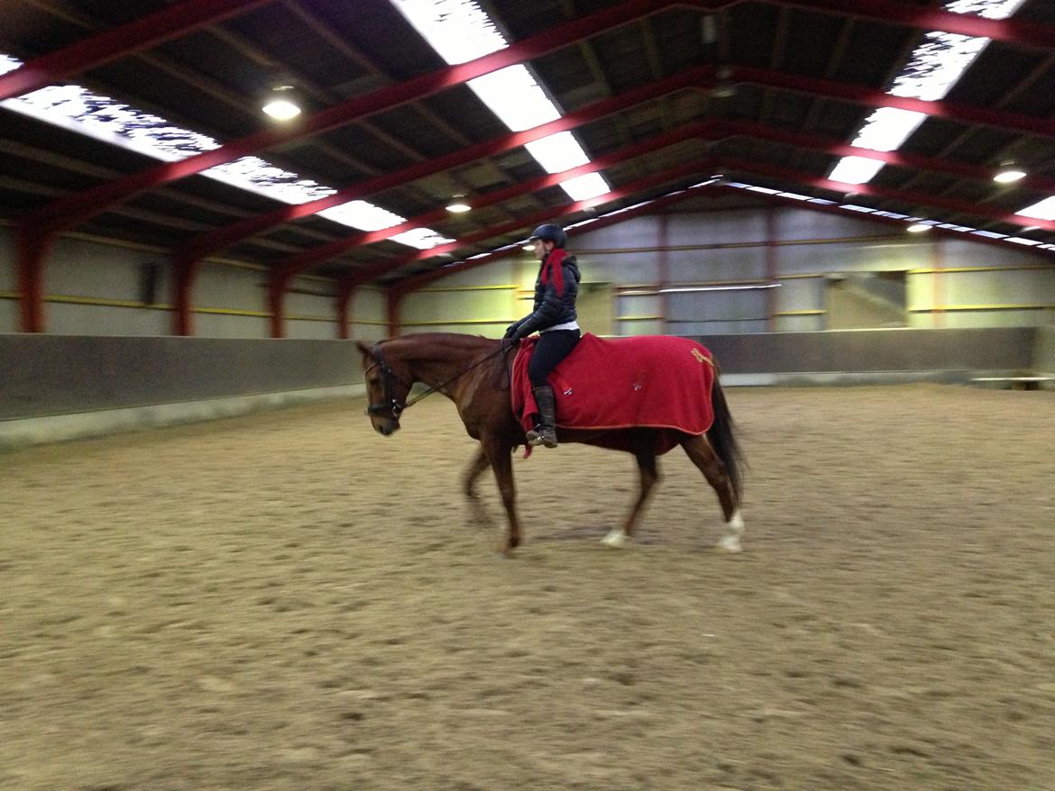 Branderburger Santero billede 3