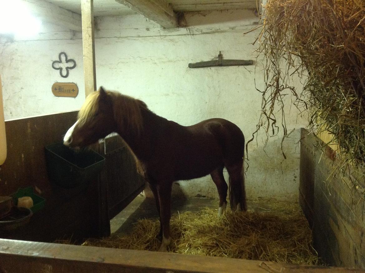 Welsh Mountain (sec A) Meravigliose Hello Cavallino billede 5