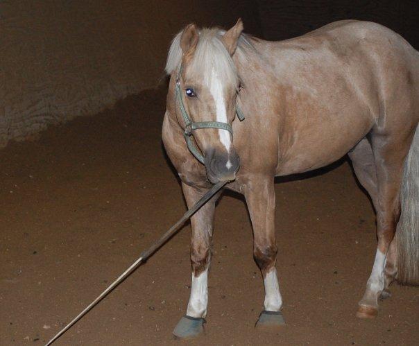 Anden særlig race Lucky Boy billede 13